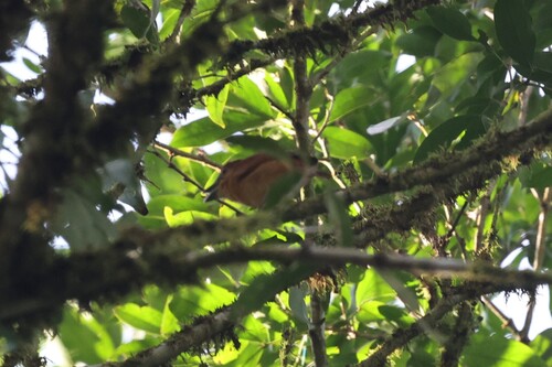 Cinnamon Becard (Pachyramphus cinnamomeus), photo 6