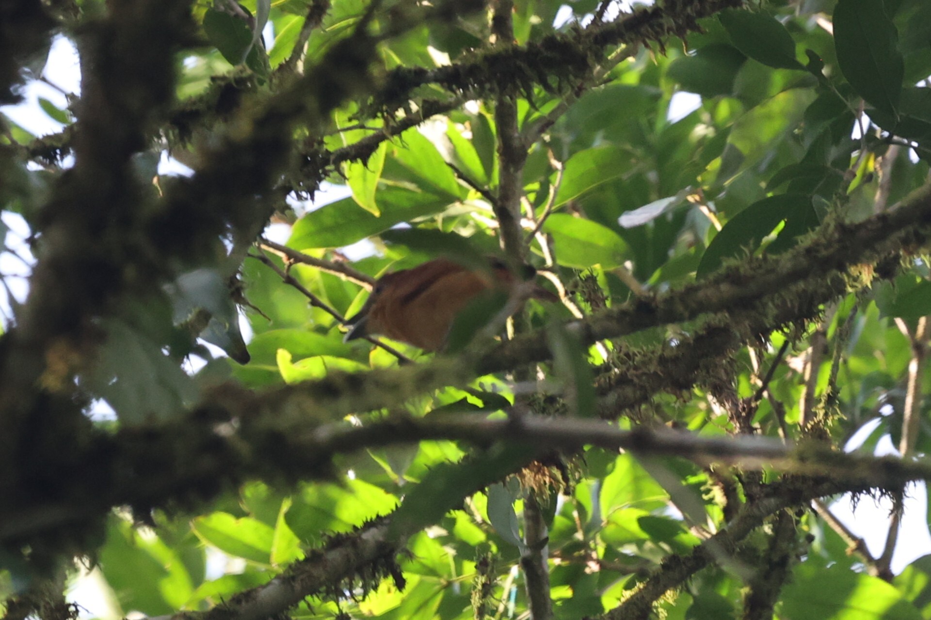 Cinnamon Becard (Pachyramphus cinnamomeus), photo 7