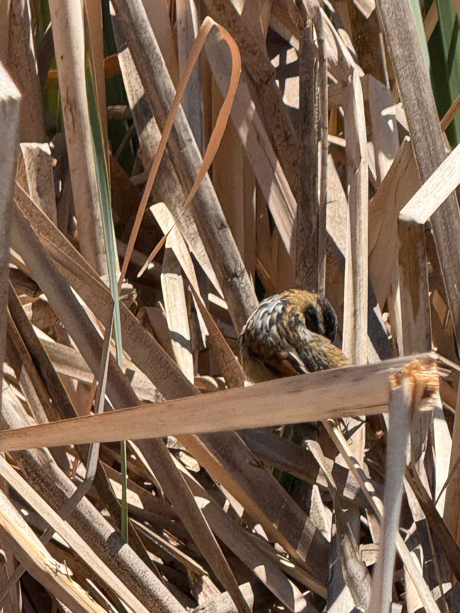 Wren-like Rushbird (Phleocryptes melanops), photo 5