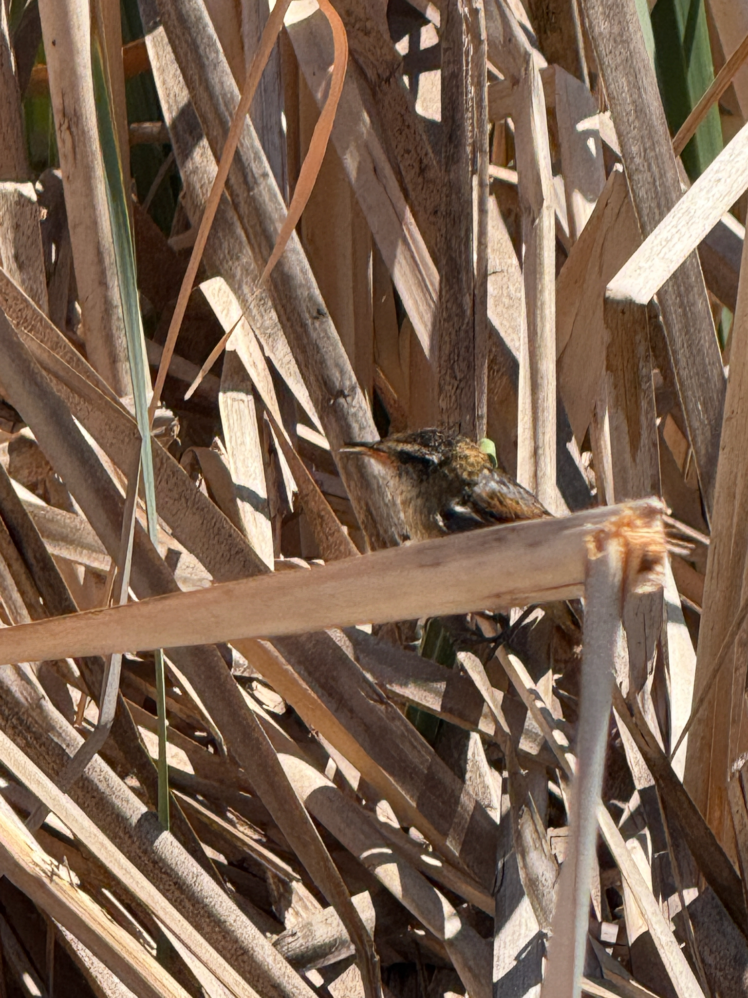 Wren-like Rushbird (Phleocryptes melanops), photo 3