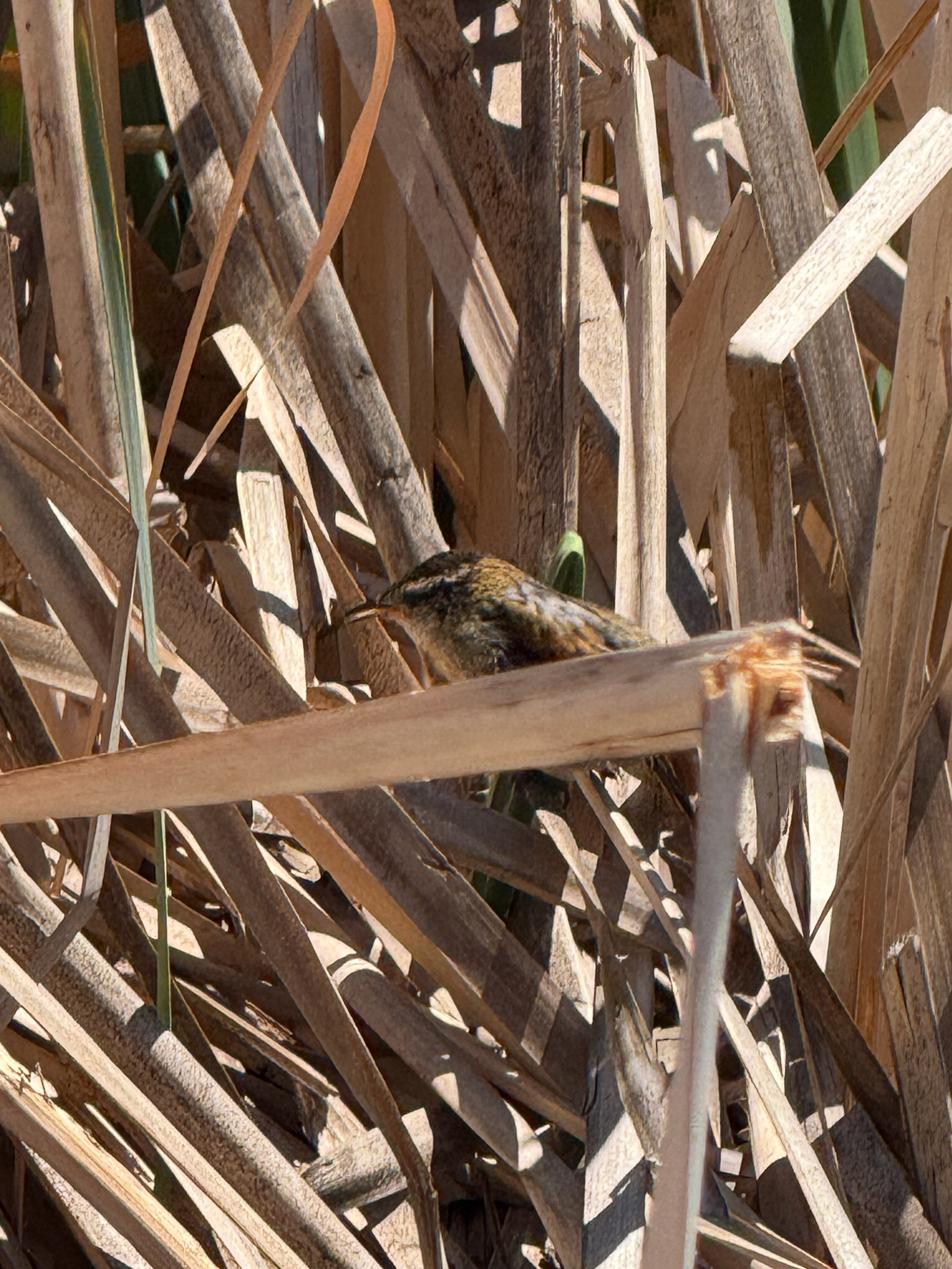 Wren-like Rushbird (Phleocryptes melanops), photo 4