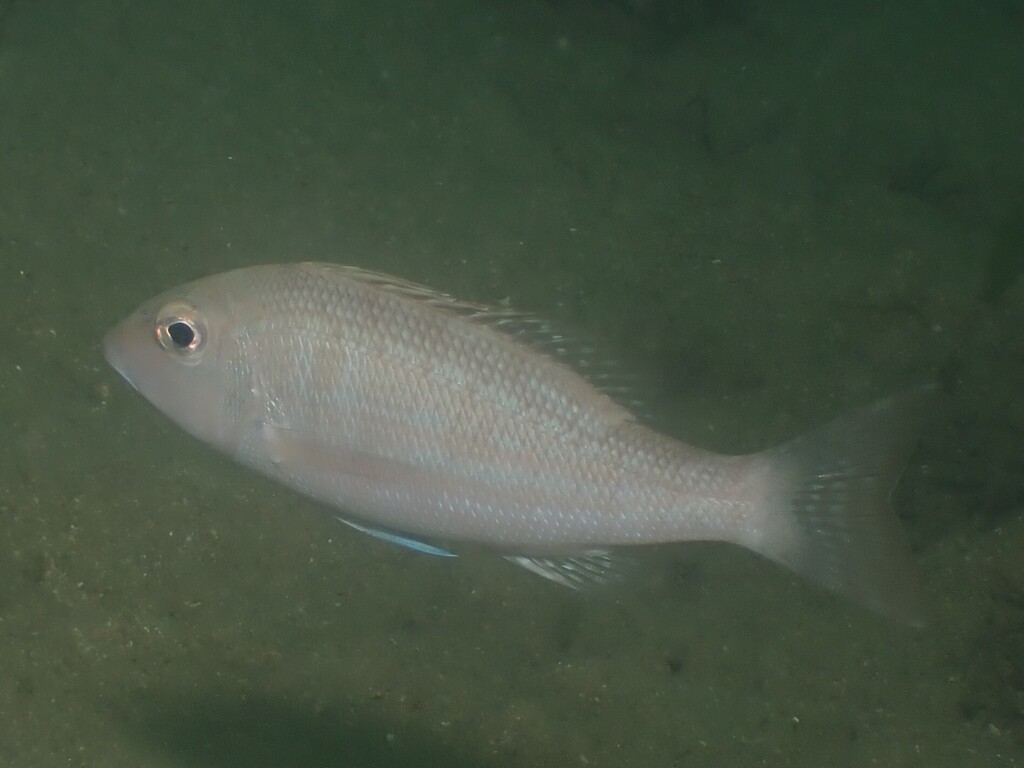Lance emperor (Lethrinus genivittatus) — Lethrinidae