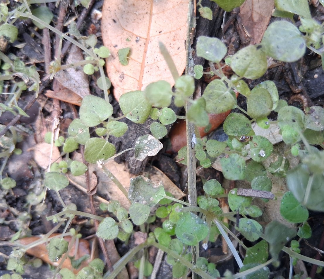 Imagem de Erva-pepino