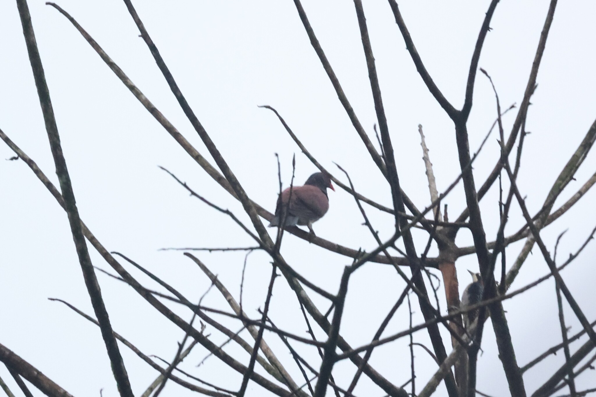 Scaled Pigeon (Patagioenas speciosa), photo 2