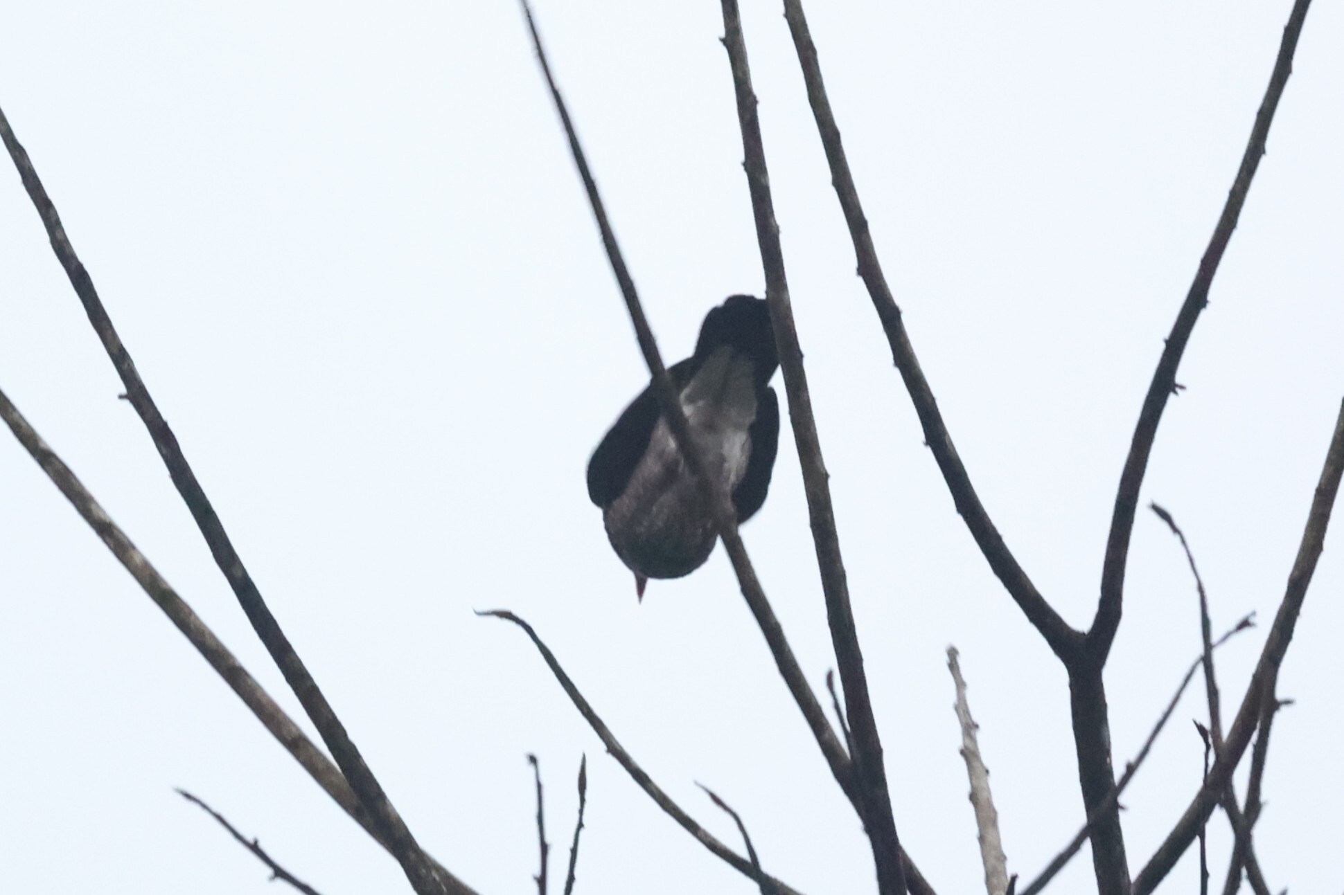 Scaled Pigeon (Patagioenas speciosa), photo 3