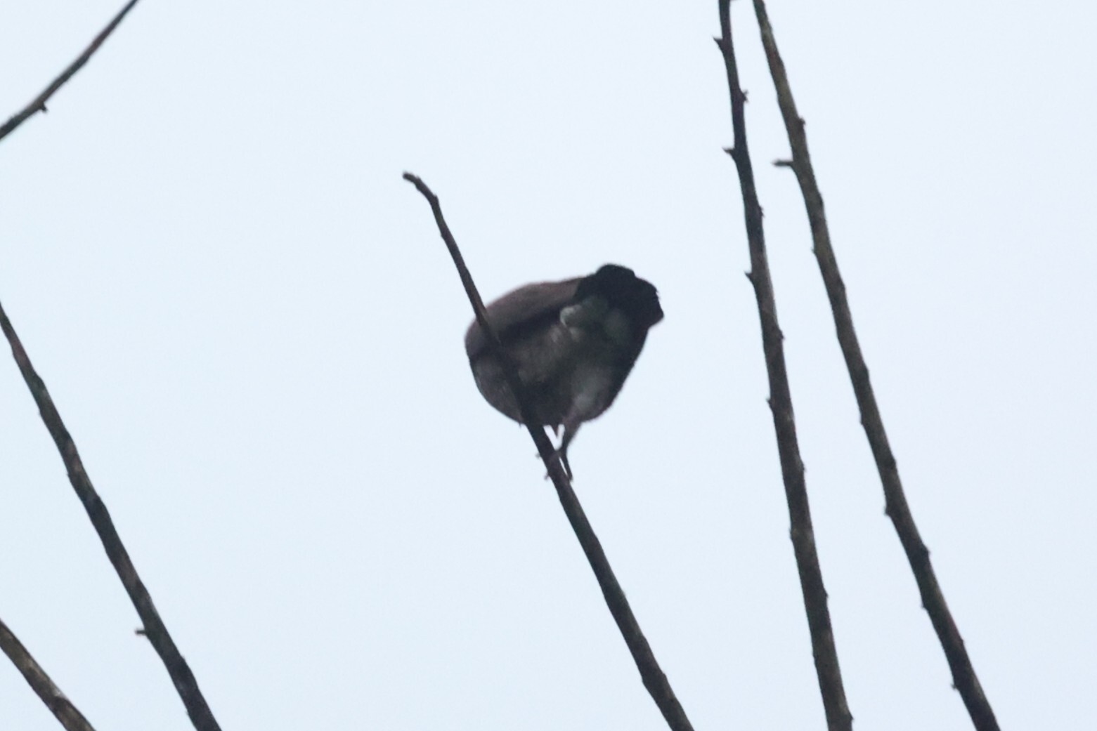 Scaled Pigeon (Patagioenas speciosa), photo 4
