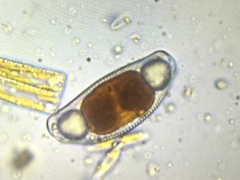 Encyonema leibleinii