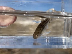 Cyprinodon nevadensis amargosae