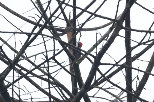 Black-cheeked Woodpecker (Melanerpes pucherani), photo 5