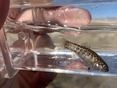 Cyprinodon nevadensis amargosae