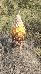 Cistanche tubulosa