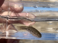 Cyprinodon nevadensis amargosae