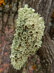 Flavoparmelia rutidota