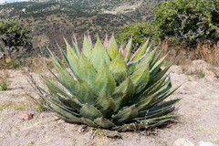 Agave cupreata