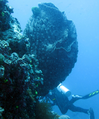 Giant Barrel Sponge