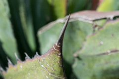 Agave cupreata