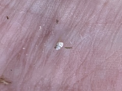 Pyrgulopsis sanchezi