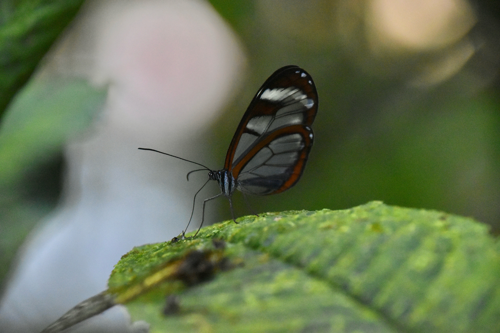 Oleria rubescens