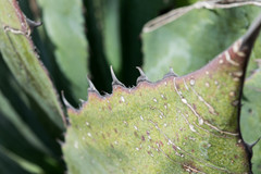 Agave cupreata