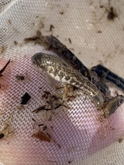 Cyprinodon nevadensis amargosae