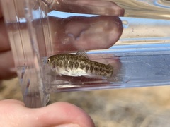 Cyprinodon nevadensis amargosae