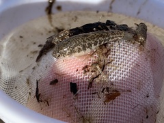 Cyprinodon nevadensis amargosae