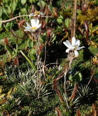 Celmisia laricifolia