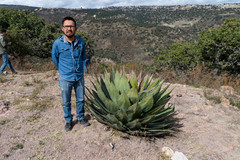 Agave cupreata