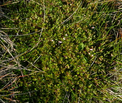 Epilobium macropus