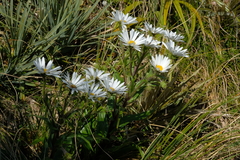 Dolichoglottis scorzoneroides