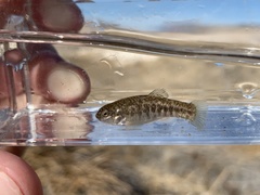 Cyprinodon nevadensis amargosae