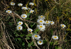 Celmisia verbascifolia