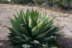 Agave cupreata