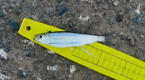 Australian freshwater herring (Potamalosa richmondia) — Clupeidae — 5