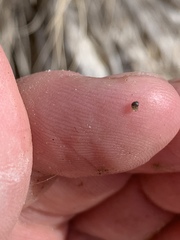 Pyrgulopsis sanchezi