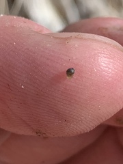 Pyrgulopsis sanchezi