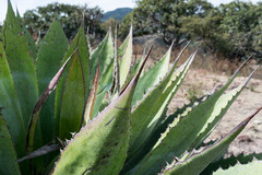 Agave cupreata