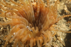 Ceriantharia