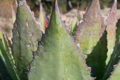 Agave cupreata