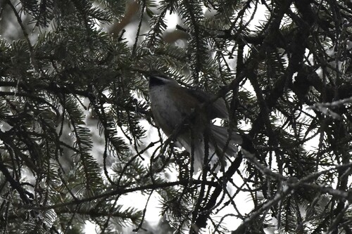 Boreal Chickadee (Poecile hudsonicus), photo 3