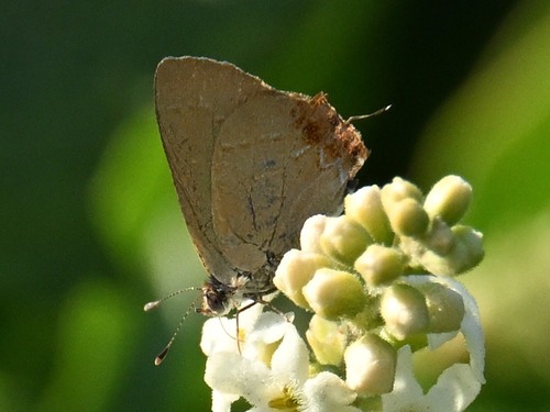Telea Hairstreak photo 3