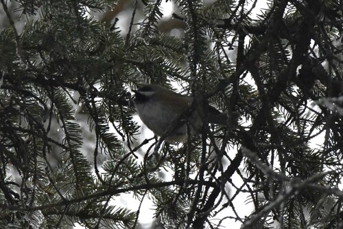 Boreal Chickadee (Poecile hudsonicus), photo 2