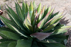 Agave cupreata
