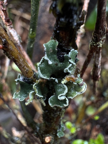 Erioderma tomentosum, 2026-01-07