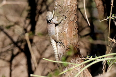 Oplurus cyclurus