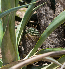 Mammillaria wagneriana