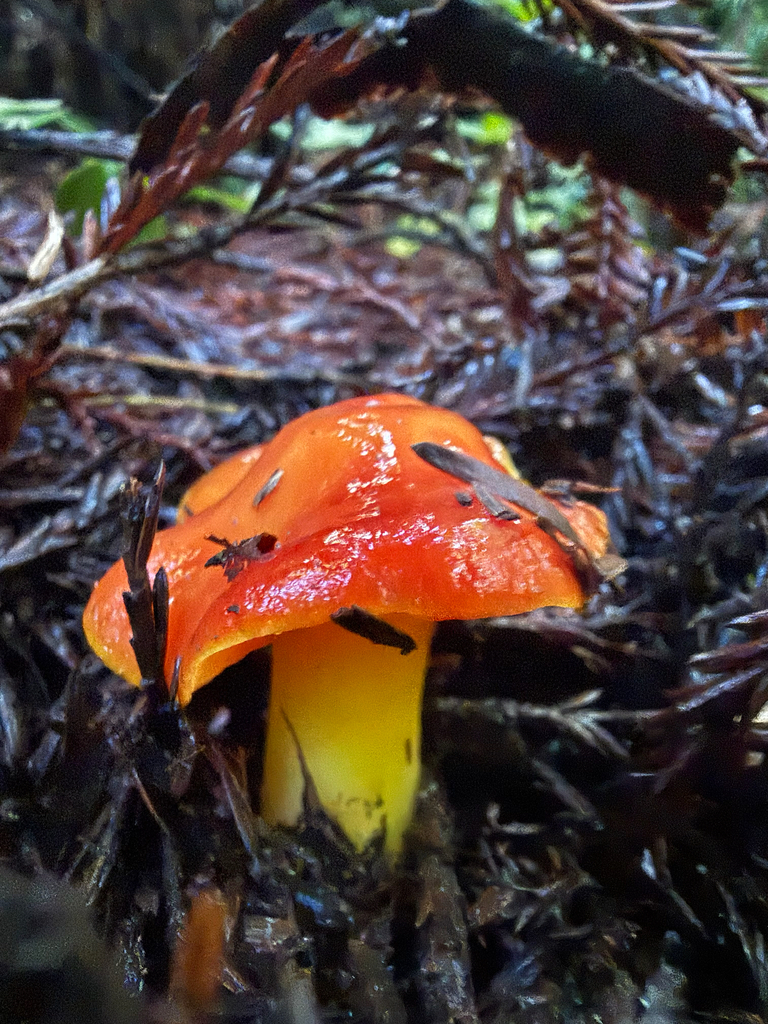 Hygrocybe laetissima · January 2026 · photo: © dk1234 (iNaturalist, cc-by)