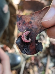 Microphotus angustus