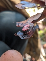 Microphotus angustus