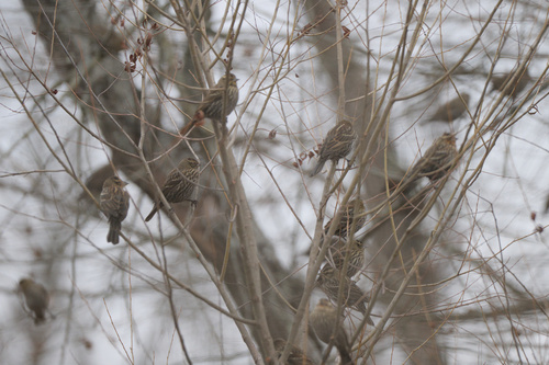 Red-winged Blackbird